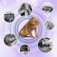 🐱🐶Tandenborstel Pen voor Huisdieren