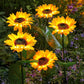 Zonnebloem Solar Lampen – Automatisch aan/uit, 14 uur verlichting, IP65 waterdicht