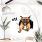 3D verwijderbare muurstickers met katten en honden
