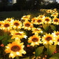 📢📢 50% KORTING !! ⏰🌻 Realistisch & Weerbestendig | Zonnebloem op zonne-energie | IP65 Buitendecoratie