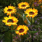 📢📢 50% KORTING !! ⏰🌻 Realistisch & Weerbestendig | Zonnebloem op zonne-energie | IP65 Buitendecoratie