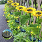 📢📢 50% KORTING !! ⏰🌻 Realistisch & Weerbestendig | Zonnebloem op zonne-energie | IP65 Buitendecoratie