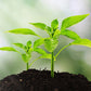🗣️ 50% KORTING🌿3-in-1 bodemmeter voor planten met wijzerdisplay – vochtigheid, pH-waarde en voedingsstoffen