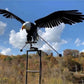 🔥Tuinkunst-vogel Tuinterrasdecoratie