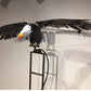 🔥Tuinkunst-vogel Tuinterrasdecoratie